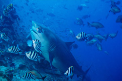 Un poderoso tiburón toro (Carcharhinus leucas) en el desfiladero del arrecife.
