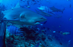 Majestic Bull Shark leaves the coral reef and dives into the open sea