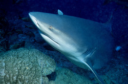 Majestic bull shark at Shark Reef in Beqa Lagoon