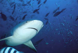 Experience the Fascinating World of the Bull Shark Up Close