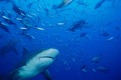 Bull Shark (Carcharhinus leucas) swimming from below into a school of fish.
