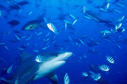 Fascinating bull shark (Carcharhinus leucas) in its natural habitat