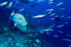 Fascinating Bull Shark at Beqa Lagoon on Vitu Levu, Fiji