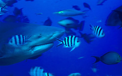 Retrato fascinante de un tiburón toro en la laguna de Beqa frente a la costa de Vitu Levu, Fiji