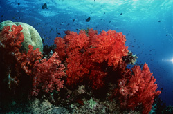 Fascinating Soft Corals in Beqa Lagoon