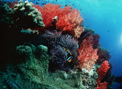 Fascinating Soft Corals (Dendronephthya sp) in Beqa Lagoon