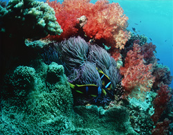 Colorful soft corals (Dendronephthya sp) in the coral tower of Beqa Lagoon