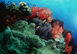 Faszinierende Weichkorallen (Dendronephthya sp) in der Beqa Lagoon, Fiji