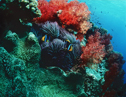 Colorful Soft Corals and Anemonefish in Beqa Lagoon, Fiji