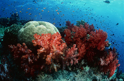 Fascinating Soft Corals (Dendronephthya) Discovered in Beqa Lagoon