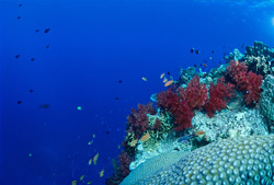Majestic soft corals (Dendronephthya sp) found on an impressive coral tower
