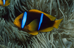 Orange-Fin Anemonefish (Amphiprion chrysopterus) - Harmony in the Underwater World