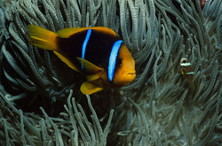Discover the Fascinating Orange-Fin Anemonefish in the Fiji Reefs