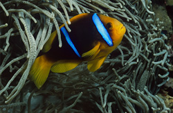 Fascinating Orange-Fin Anemonefish in the Waters of Beqa Lagoon, Fiji