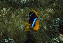 Fascinating Orange-Fin Anemonefish in its natural habitat