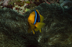 The Orange-Fin Anemonefish (Amphiprion chrysopterus) - A Master of Defense