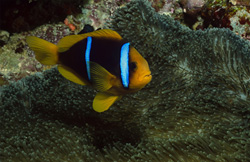Captivating Orange-Fin Anemonefish in Beqa Lagoon, Fiji