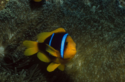 Fascinating Orange-Fin Anemonefish in the waters of Beqa Lagoon, Fiji