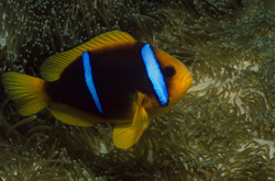 Orange-Fin Anemonefish (Amphiprion chrysopterus) in its natural habitat