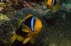 Captivating Orange-Fin Anemonefish in defense stance
