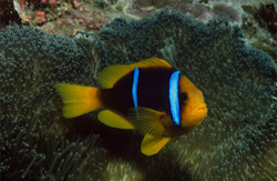 Fascinating Orange-Fin Anemonefish in Beqa Lagoon, Fiji