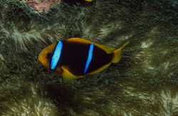 Fascinating Orange-Fin Anemonefish in the waters of the Pacific