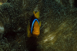 Discover the Beauty of the Orange-Fin Anemonefish in its Natural Habitat