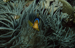 Captivating Orange-Fin Anemonefish in its natural habitat