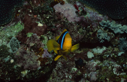 Fascinating Orange-Fin Anemonefish in its natural habitat