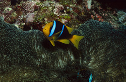 Explore the Beauty of the Orange-Fin Anemonefish in the Fiji Reefs