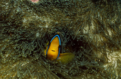 Faszinierendes Porträt des Orangeflossen-Anemonenfischs in der Beqa Lagune auf Fidschi