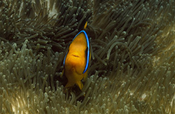 Immerse Yourself in the World of the Orange-Fin Anemonefish in the South Pacific
