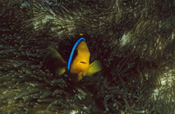 Captivating Orange-Fin Anemonefish spotted in the enchanting Fiji reefs