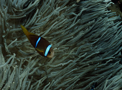 Fascinating Orange-Fin Anemonefish in the marine waters of the Fiji Islands