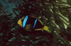 Fascinating Orange-Fin Anemonefish in Beqa Lagoon, Fiji