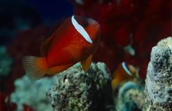 Explore the Fascinating World of Red and Black Anemonfish in Beqa Lagoon, Fiji