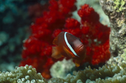 Red Sea Anemonefish