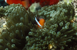 Red and Black Anemonefish – Variation