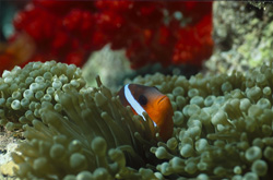 Explore the diversity of the Blackfin Anemonefish in the Beqa Lagoon