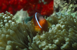 Experience the breathtaking Red and Black Anemonefish – Variation in the coral reefs of Beqa Lagoon, Fiji