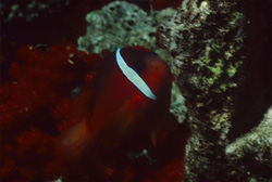 Discover Unique Red and Black Anemonefish Variation in the Waters of Fiji