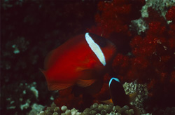 Encounter with an Enchanting Red and Black Anemonefish – Variation in the Coral Reefs of Beqa Lagoon, Fiji
