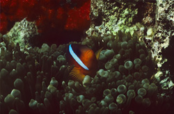 Explore the Fascinating World of Red and Black Anemonfish in Beqa Lagoon, Fiji