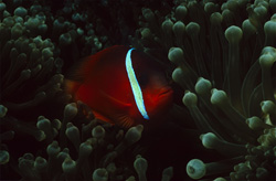 Encounter the elegant Red and Black Anemonfish - Variation in the Beqa Lagoon, Fiji
