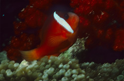 Immerse Yourself in the World of the Captivating Red and Black Anemonefish in the South Pacific