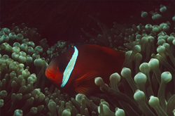 Experience the Captivating Variation of the Red and Black Anemonefish Underwater