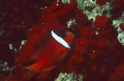 Explore the Diverse World of the Red and Black Anemonefish in the Coral Reefs of Beqa Lagoon in Fiji