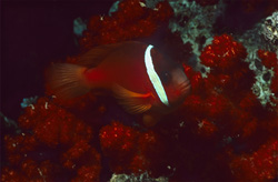 Experience the Diversity of the Red and Black Anemonefish in Beqa Lagoon, Fiji