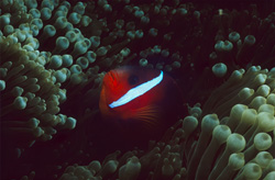 Experience the Beauty of the Red and Black Anemonfish in Beqa Lagoon, Fiji