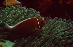 Explore the Beauty of the Pink Anemonefish in Beqa Lagoon, Fiji